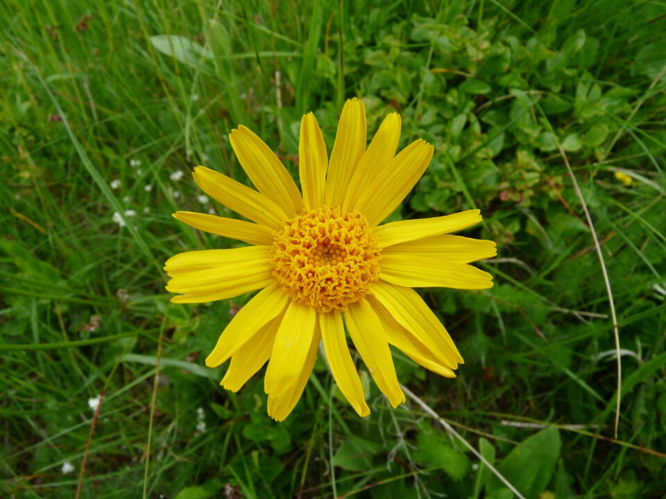 l'arnica